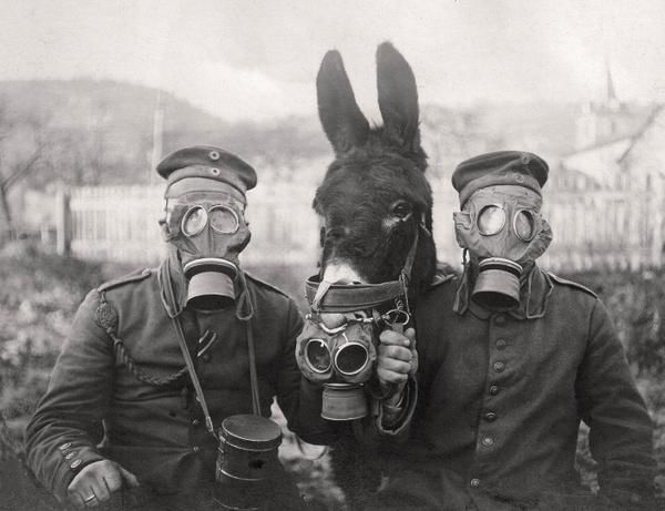 mule and WWI.jpg